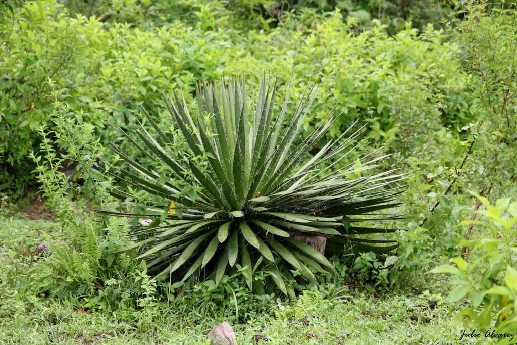 Agave filifera